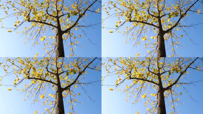 五颜六色的秋叶在树上，蓝天背景在风中，鹅掌郁金香树，叶子看起来像布或鹅脚，4k慢动作镜头，低角度视图