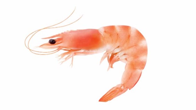 虾或虾一只，整个头部，在白色背景上旋转，顶视图