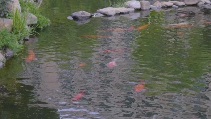 中式庭院鱼塘锦鲤金鱼