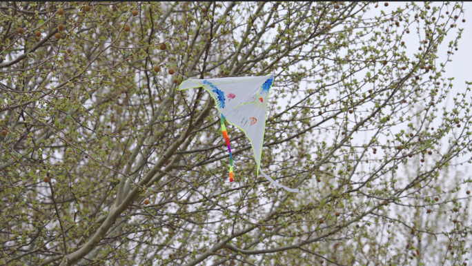 风筝挂在树上