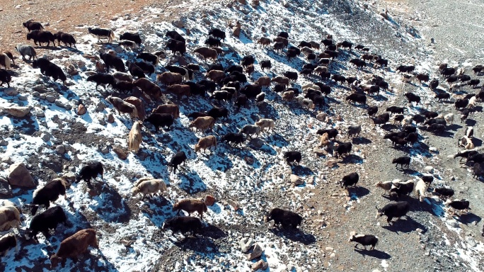 4k帕米尔高原牦牛航拍畜牧业雪山