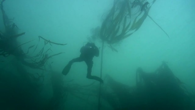 公牛海带中的水肺潜水员表面