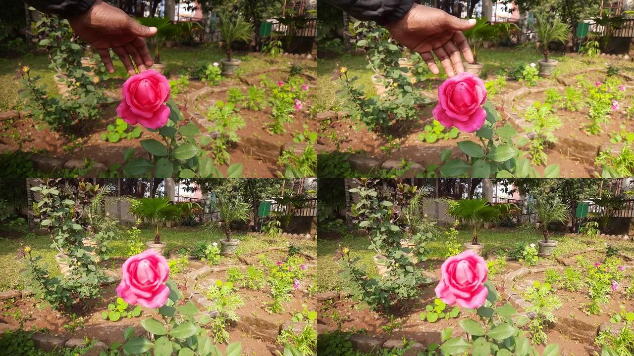 玫瑰，在印地语中被称为gulab