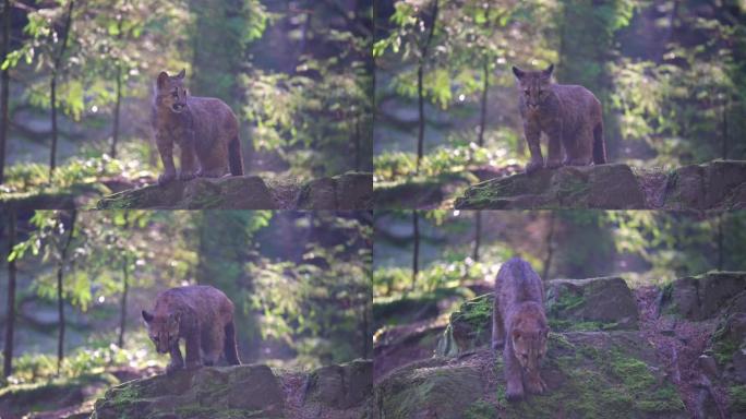 早晨日出时，年轻的美洲狮 (Puma concolor) 美丽而危险地在北美森林的岩石之间穿过树林。