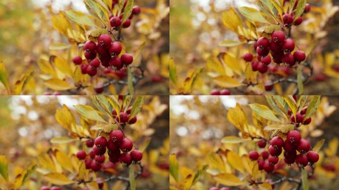 当秋天的叶子开始变成黄色和棕色时，在一棵蟹的树枝上拍摄了水果和叶子的特写镜头。