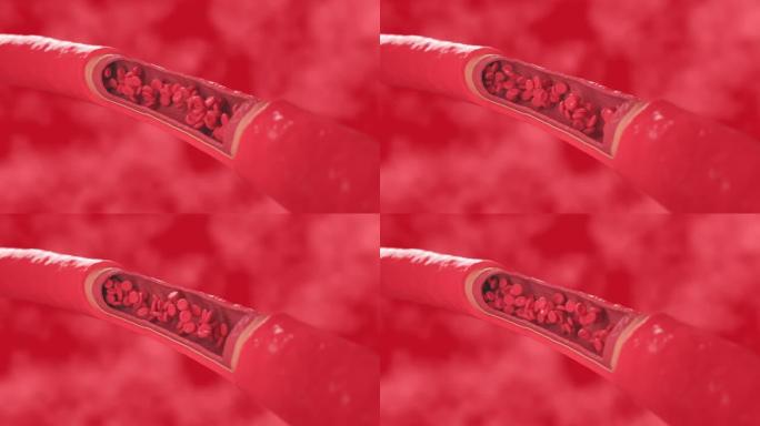 红细胞在健康的血管内流动，横截面动脉视图。