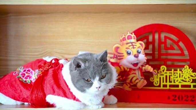 一只可爱的猫，穿着传统的农历新年礼服，在附近看着两个老虎吉祥物。中国人的意思是农历新年快乐，没有徽标