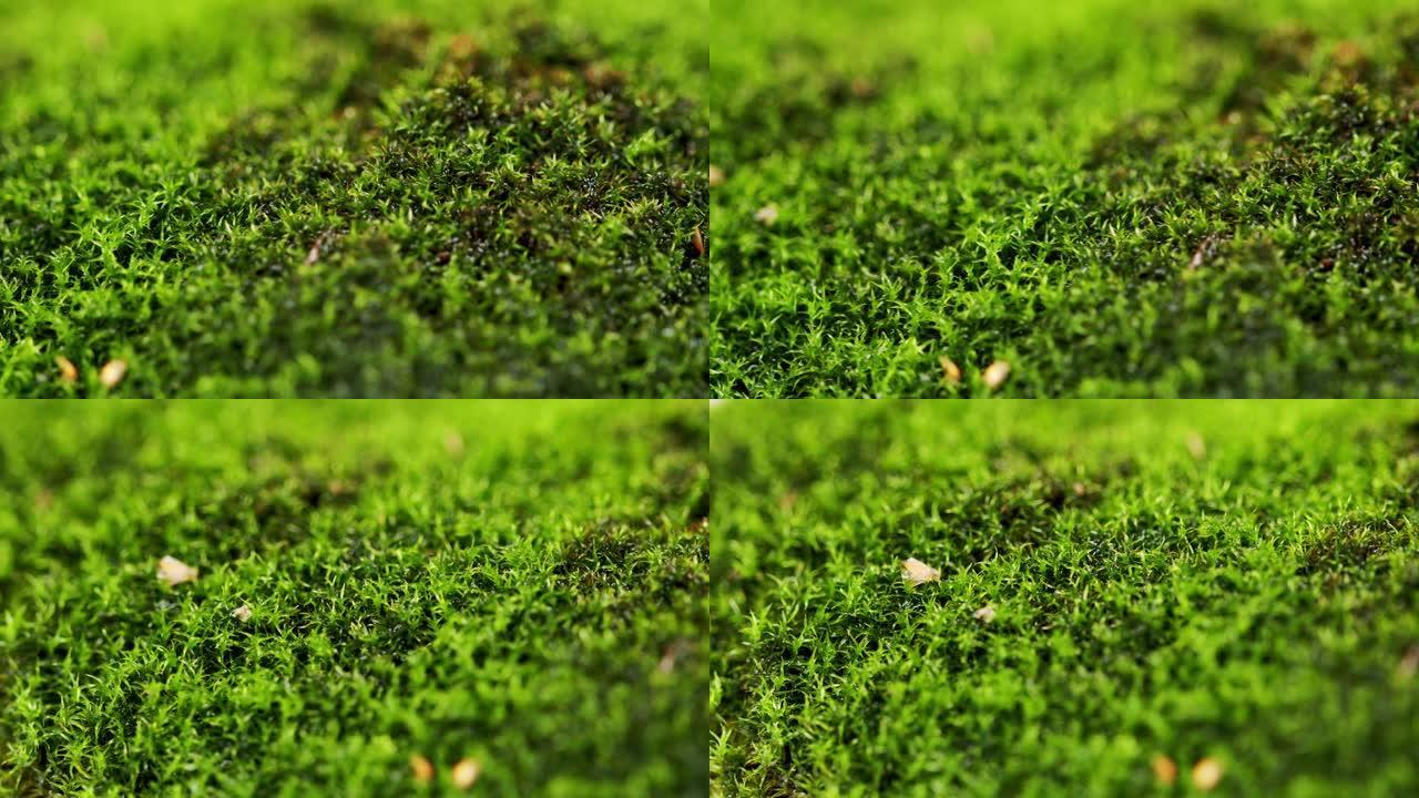 显示苔藓细节的宏观镜头。苔藓背景下的太阳光线