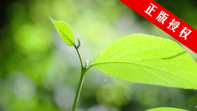 树枝发芽树叶绽放延时摄影