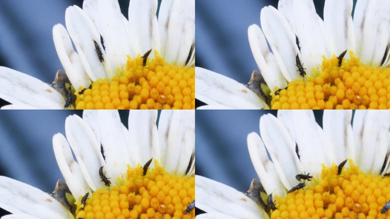 雏菊上的蓟马，细长的昆虫