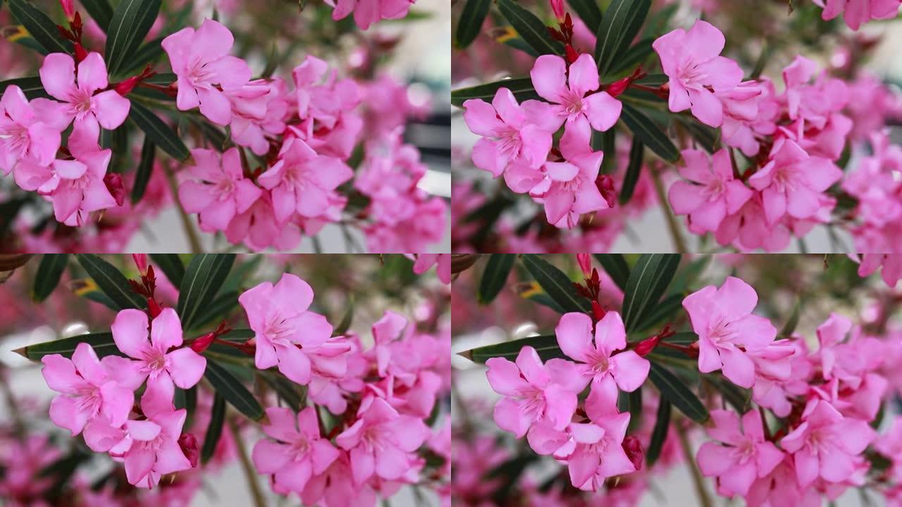 茉莉花大厦的海景，由博德鲁姆房屋组成。