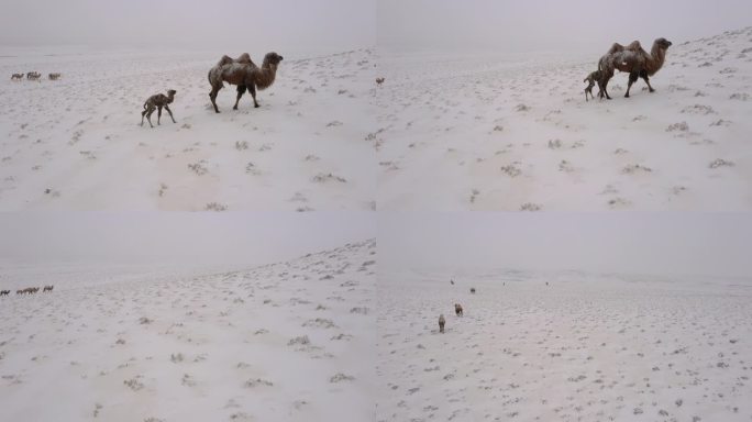 暴风雪 雪中骆驼 小骆驼 寒冷 恶略天气