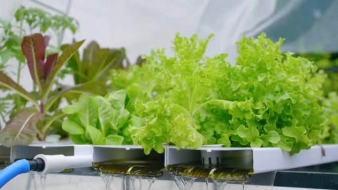 水培温室中的蔬菜。在水中使用营养液种植植物，而不是在土壤中种植。