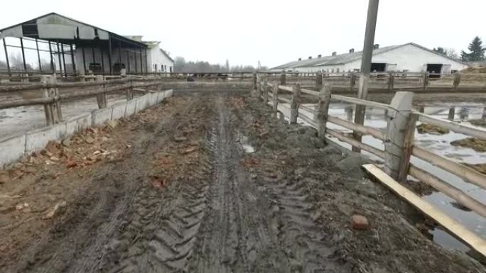 鸟瞰图。许多公牛在潮湿柔软的泥泞土地上可怕的农场里。
