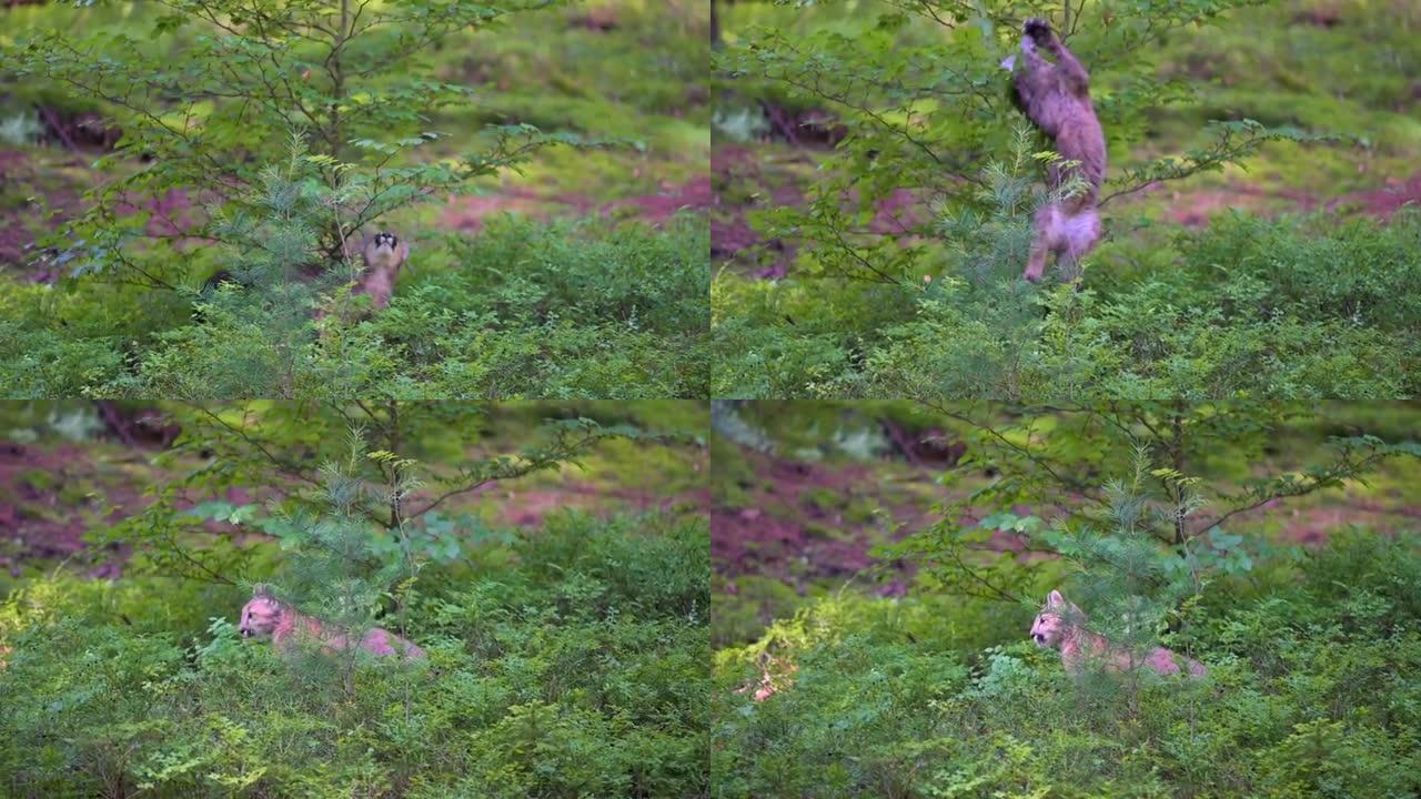 在美国森林中与年轻的美洲狮 (Puma concolor) 相遇。一只很小但非常危险的野兽在树上玩耍