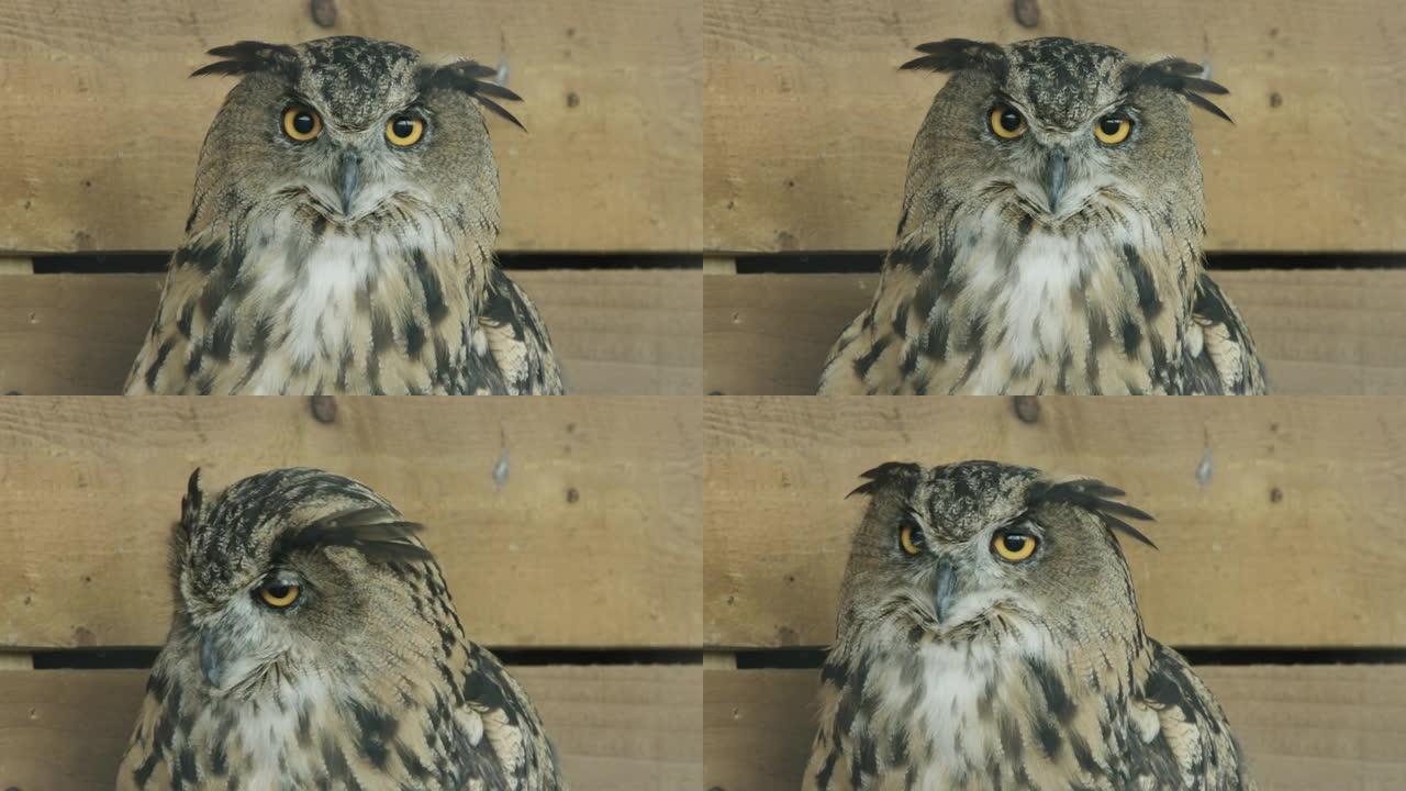 一只欧亚鹰鸮抬头直视镜头的特写镜头
