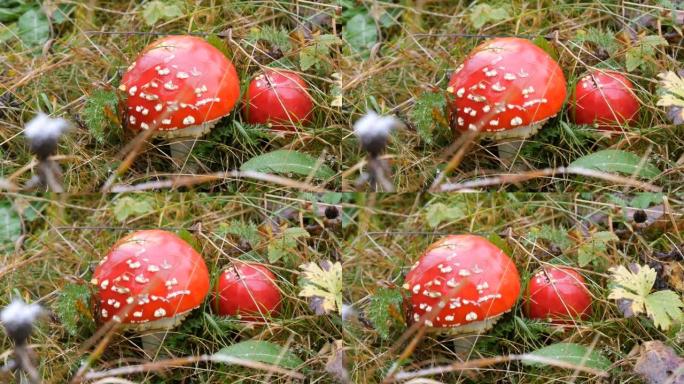 十月蘑菇丰收。巨型蘑菇在秋天的草地近距离观察。