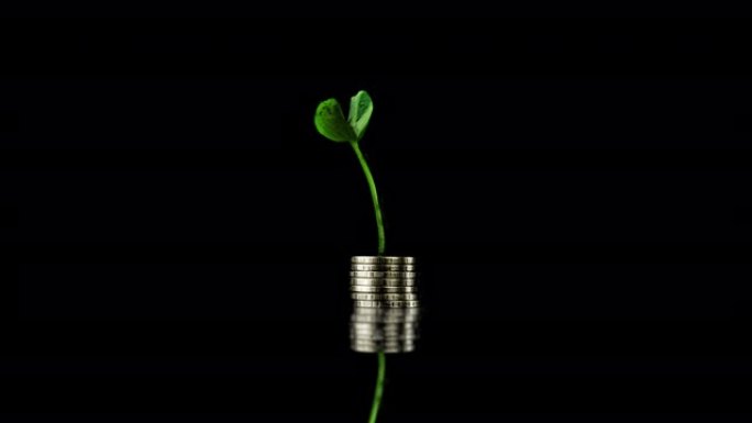 植物生长跨度从一把硬币，福利生长概念，在黑色背景。4 k的视频
