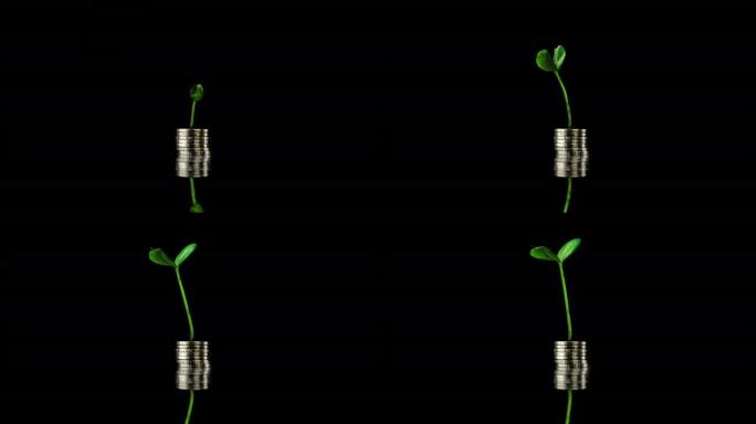 植物生长跨度从一把硬币，福利生长概念，在黑色背景。4 k的视频