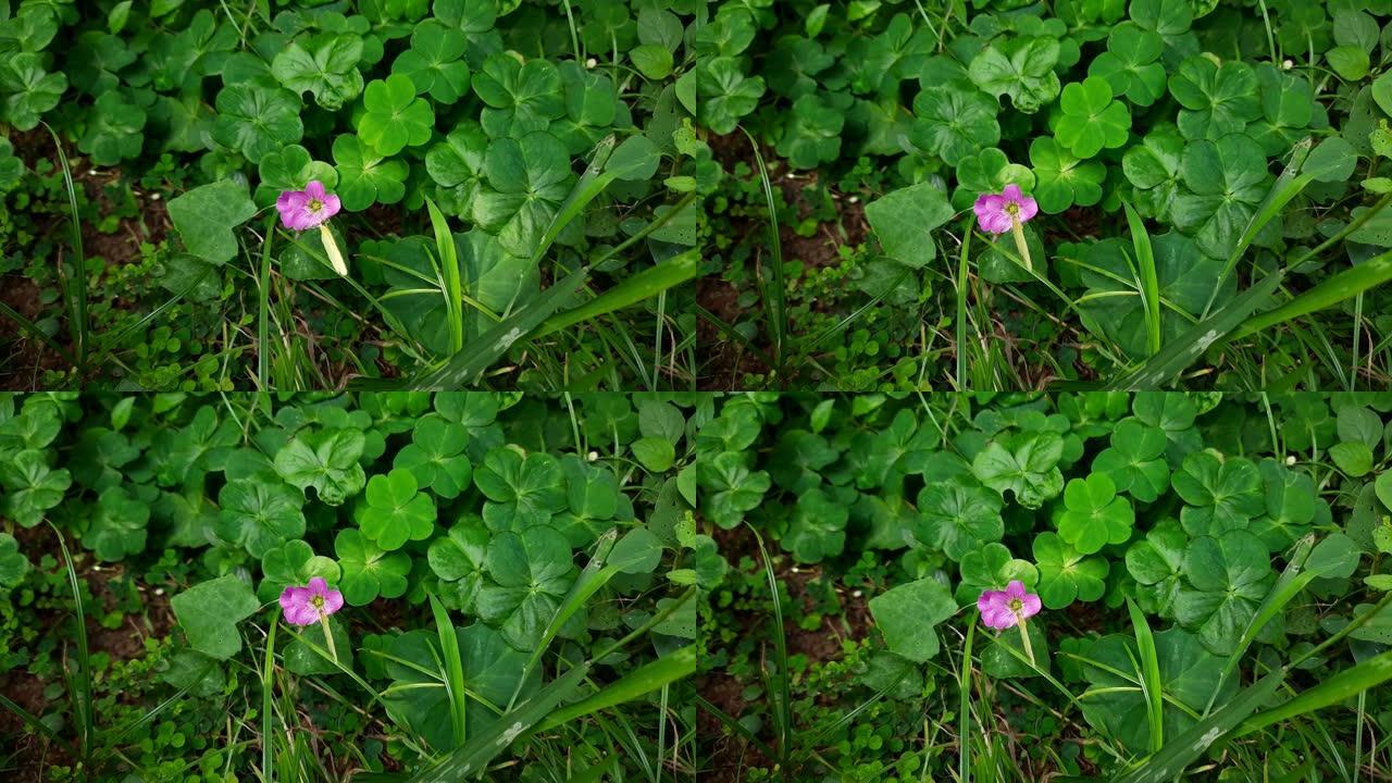 木浆花。