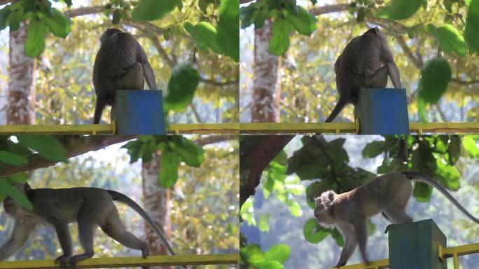 一只猴子在公园里漫游寻找食物