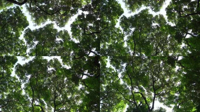 树冠害羞的大树显示树顶之间的间隙避免在森林中接触