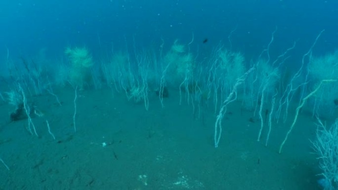 软珊瑚生长在军用沉船甲板上