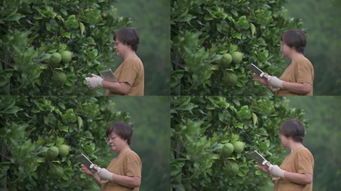 亚洲中国女农民使用数字平板电脑分析其种植园中柚子柑橘类水果的生长记录