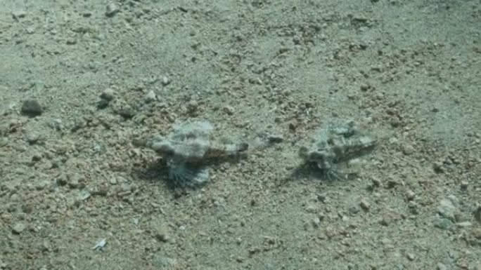 一对Seamoth在阳光照射下在浅水中的沙底移动。飞马鱼、小龙鱼或普通海鱼 (Eurypegasus
