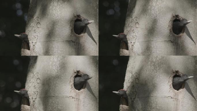 德国森林中的黑啄木鸟