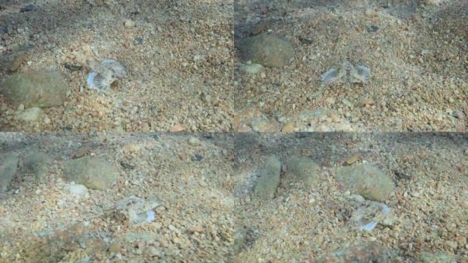 Seamoth在阳光照射下在浅水中的沙底移动。飞马鱼、小龙鱼或普通海鱼 (Eurypegasus d