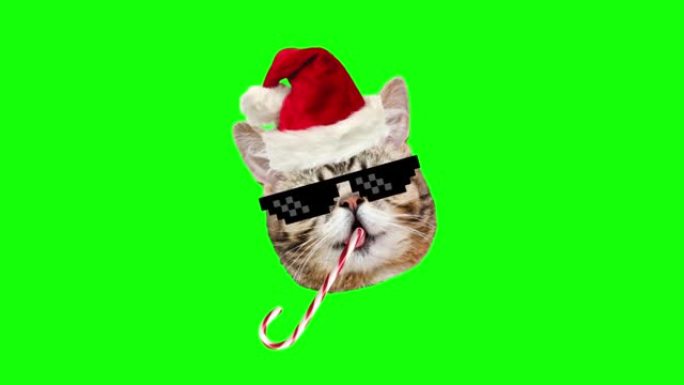 可爱的最小设计猫，戴着圣诞帽，留着胡须，在绿色背景上旋转。圣诞节和新年的盛宴。