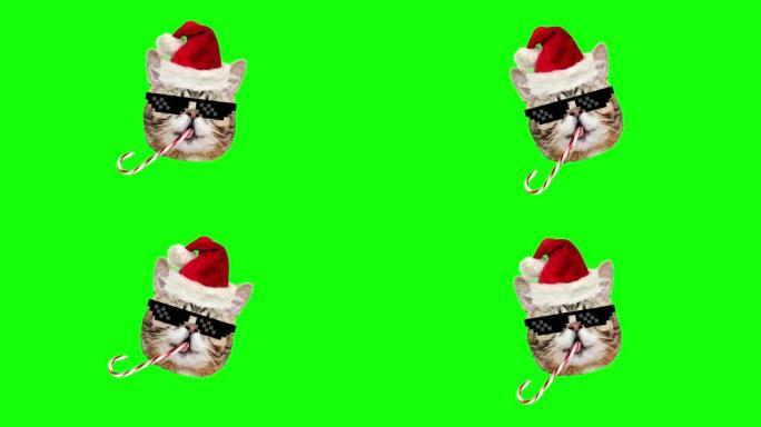 可爱的最小设计猫，戴着圣诞帽，留着胡须，在绿色背景上旋转。圣诞节和新年的盛宴。