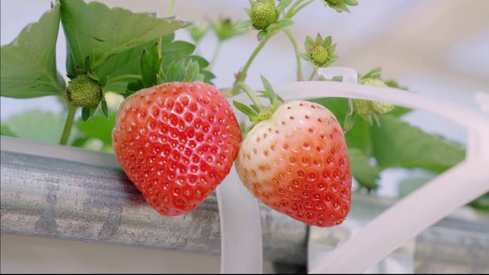 草莓苗蜜蜂