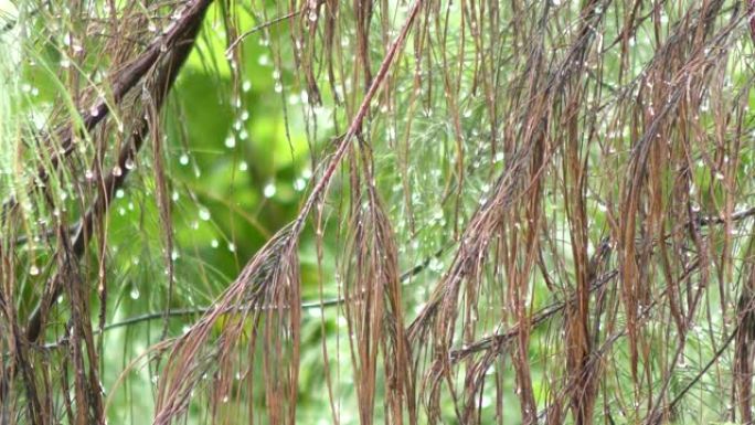 绿色植物茂密丛林中的季风雨