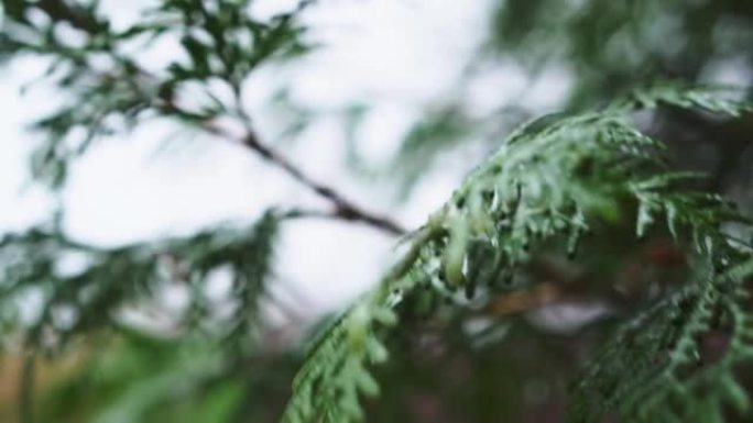 雨落在崖柏的叶子上。雨滴在雨季击中了崖柏的叶子。崖柏是一种常绿针叶植物特写。