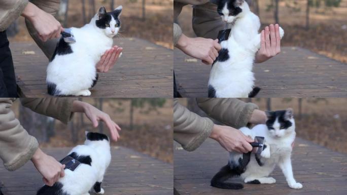 梳理，梳理一只猫。女人用梳子抓猫的皮毛。纯种蓬松猫的美容院。女性用头发去毛工具梳理苏格兰折叠猫，换羽