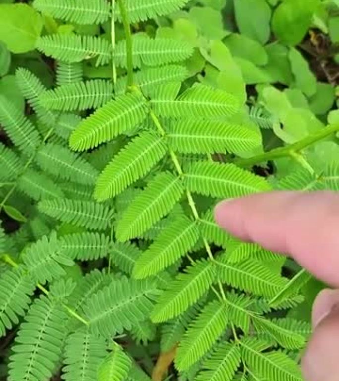 敏感植物的垂直视频特写。