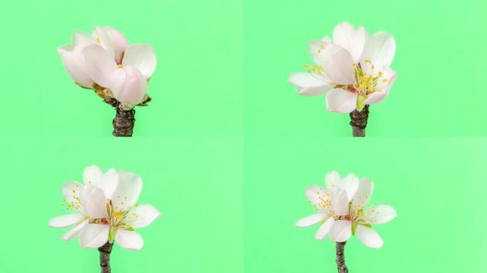 杏仁花盛开在绿色背景下的4k视频中。缩小春天梅花的视频。