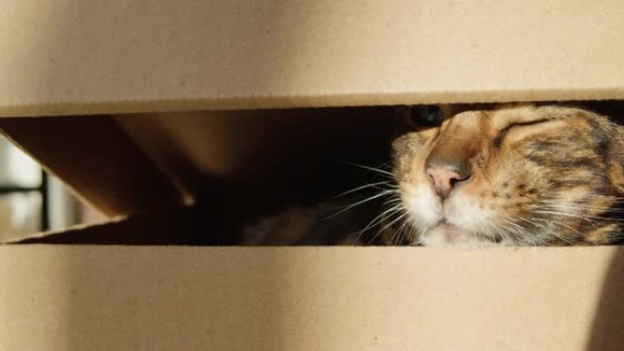 孟加拉猫坐在客厅的纸箱里。棕色小猫，绿色大眼睛特写。毛茸茸的纯种宠物放松。小最好的朋友。将家畜放在家