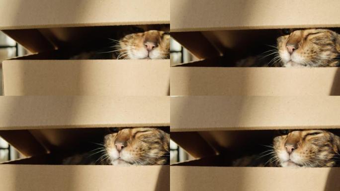 孟加拉猫坐在客厅的纸箱里。棕色小猫，绿色大眼睛特写。毛茸茸的纯种宠物放松。小最好的朋友。将家畜放在家