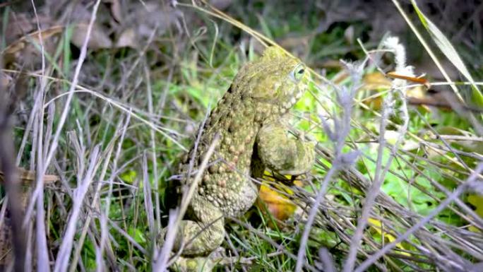 Runner toad，Bufonidae家族中的一种青蛙，在夜间被照亮