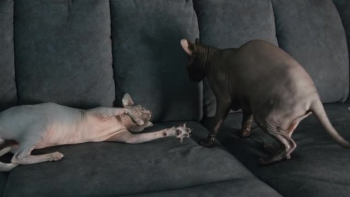 两只斯亨克斯猫在沙发上玩耍