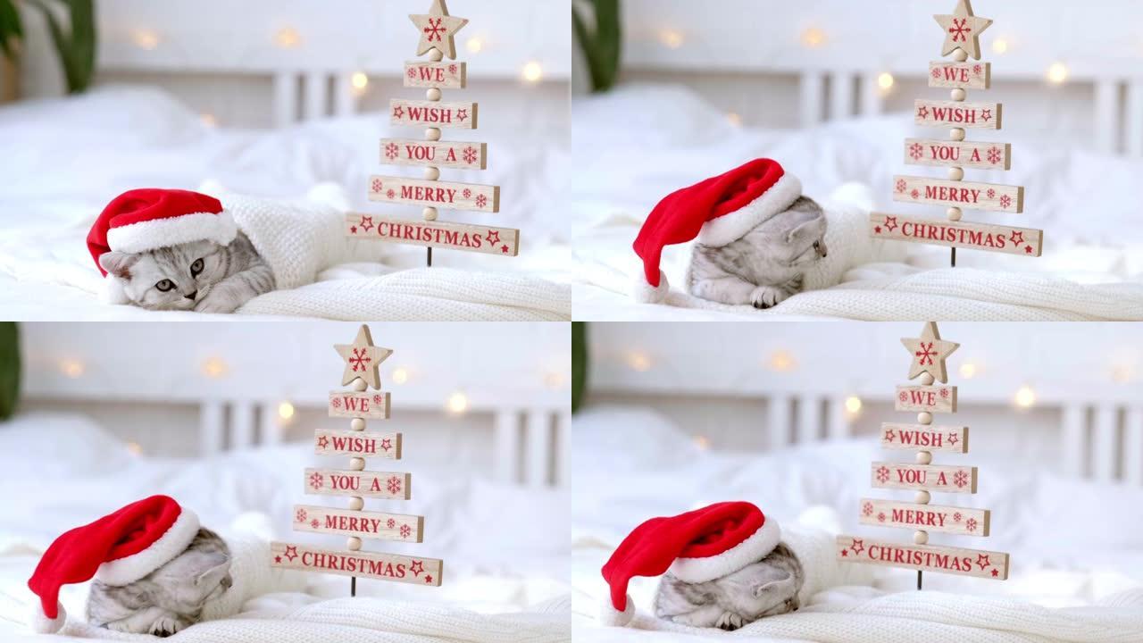 我们祝你圣诞快乐，在家床上戴着圣诞红色圣诞老人帽子，小好奇有趣的条纹苏格兰折叠小猫。圣诞微笑猫