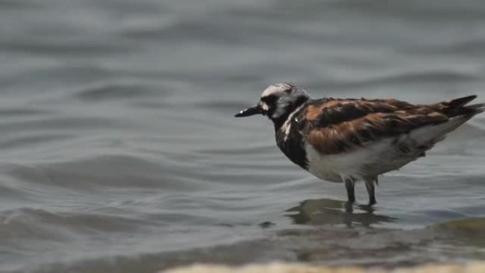 俄罗斯卡尔梅克的Ruddy turnstone (Arenaria interpres)