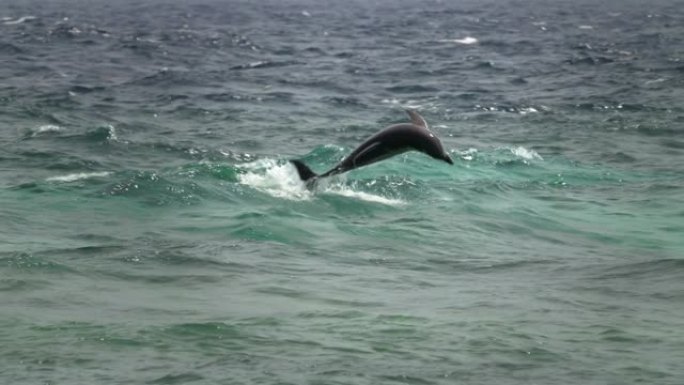 海豚。黑海宽吻海豚 (Tursiops truncatus ponticus)。