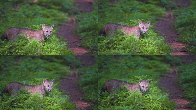 早晨日出时，年轻的美洲狮 (Puma concolor) 美丽而危险地在北美森林的岩石之间穿过树林。