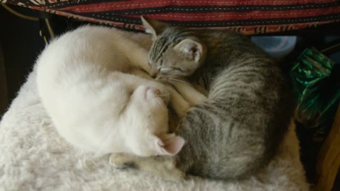 一只年轻的小猫依偎在一起和他的兄弟睡觉