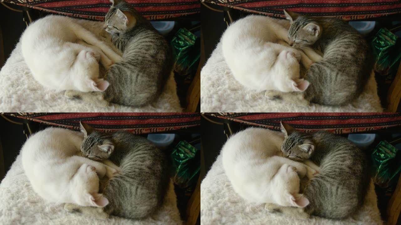 一只年轻的小猫依偎在一起和他的兄弟睡觉