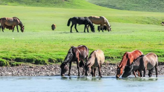 河边的马喝水